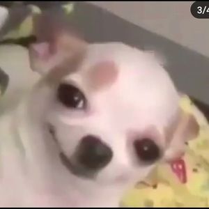 Meet your Posher, Jada